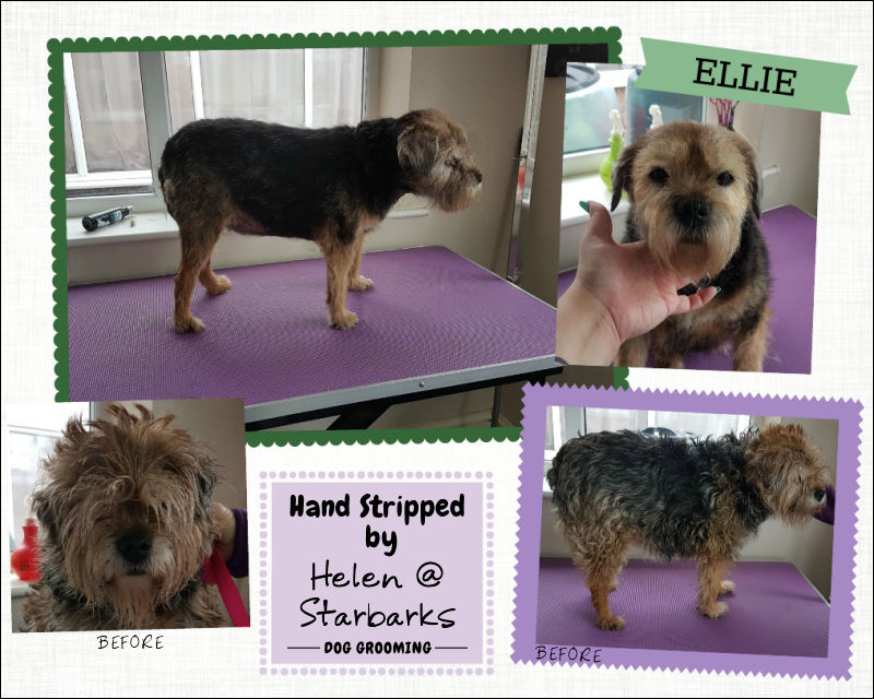 Starbarks Dog Grooming Brantham Suffolk Essex Italian Spinone and